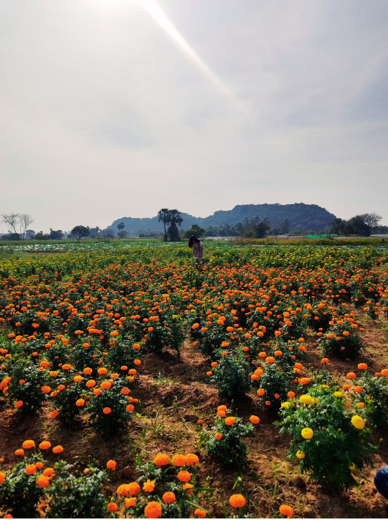 Copy of Untitled design - 2025-02-14T021904